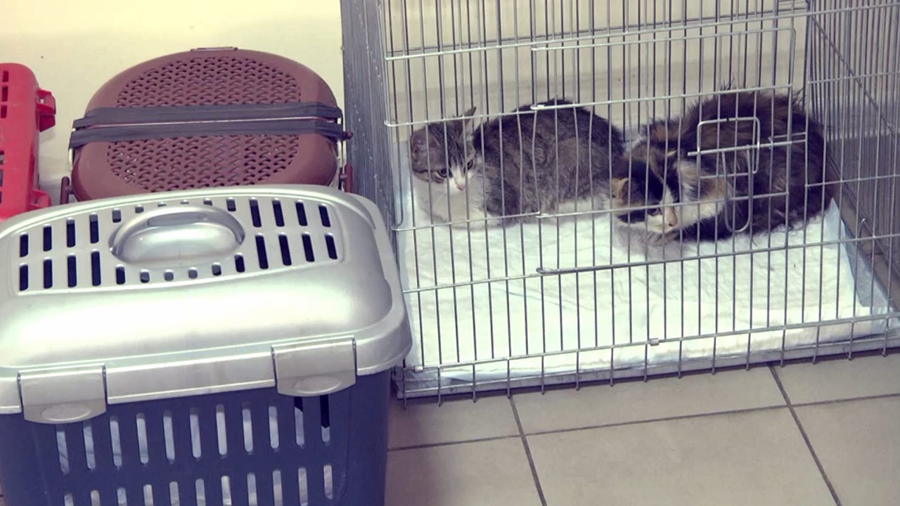 У рамках безкоштовної акції у Житомирі стерилізували 230 котів