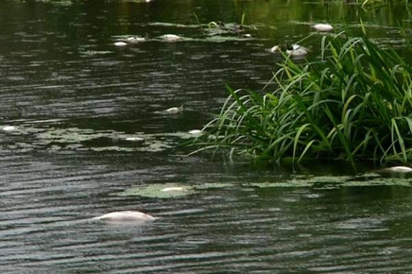 «Очищення річок Житомирщини» — інфомарафон на Суспільному Житомирщини